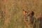 Lion Panthera leo female staying hidden in dry grass in south african safari