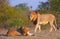 Lion (panthera leo) and lioness