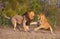 Lion (panthera leo) and lioness fighting