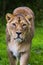 Lion Panthera leo lioness looks very dangerous up close like that