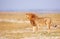 Lion (panthera leo) in savanna