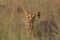 Lion Panthera leo staying hidden in dry grass in south african safari