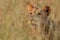 Lion Panthera leo staying hidden in dry grass in south african safari