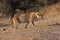 The lion Panthera leo this is Transvaal lion Panthera leo krugeri, lioness stalking prey. The lioness is preparing to attack.