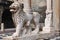 Lion on the porch of the Santa Maria Maggiore Cathedral in Bergamo, Italy