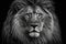 Lion portrait in black and white, face of wild African animal close up, generative AI