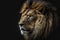 Lion portrait close-up, head of wild African animal at night, generative AI