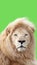 Lion portrait with a green background