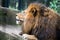 Lion portrait with an impressive furry mane