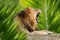 Lion portrait in jungle