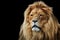 Lion portrait with rich mane on black