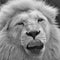 Lion portrait tongue out in black and white