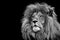 Lion , Portrait Wildlife animal , Black White