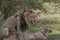 Lion portraits and close-ups in Maasai Mara Kenya