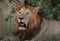 Lion portraits and close-ups in Maasai Mara Kenya