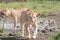 Lion portraits and close-ups in Maasai Mara Kenya