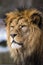 Lion posing for portrait in ZOO in Pilsen, Czech Republic