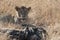 Lion with prey in African Serengeti, Tanzania. Lioness with hunted bones of zebra watching.