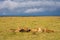 Lion pride feeding on wildebeest