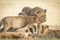 Lion pride greeting each other and bonding showing affection in Masai Mara Kenya