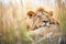 lion pride napping in tall savanna grass