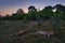 Lion pride pack sleeping in the bush nature, Khwai river area in Moremi, Botswana. Lions lying in the grass, siesta rest after