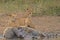 Lion pride (Panthera leo Krugeri) at Hippo kill