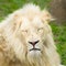 Lion profile portrait