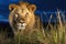 a lion prowling in the moonlit grasslands