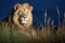 a lion prowling in the moonlit grasslands