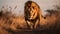 Lion Prowling in Savanna with Dynamic Sky Captivating Wildlife Photo