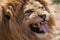 Lion pulling a face. Top predator taunts. Funny animal meme image.