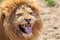 Lion pulling a funnny face. Animal tongue and canine teeth.