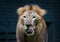 A Lion reacts at the zoo area in Kuala Lumpur