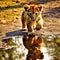 The lion is reflected in the water. Generative AI