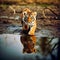 The lion is reflected in the water. Generative AI