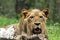 Lion relaxing, closeup shot