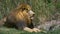 Lion Relaxing in Green Grass Next to Lioness, 4K