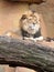 Lion Relaxing on Rocks