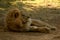 Lion Relaxing In The Shade