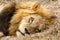 Lion resting in the African bush