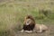 Lion resting in grassland