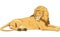 Lion Resting Illustration