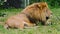 Lion Resting - Male