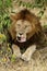 Lion resting, Masai Mara