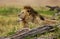 Lion resting, Masai Mara