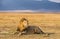 Lion resting in the Ngorongoro Crater