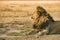 Lion resting in the Ngorongoro Crater