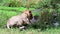 Lion resting in the shade in the African savannah