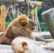 Lion resting by a sleeping Lioness in Everland, Korea